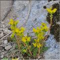 Sedum_acre1_SP