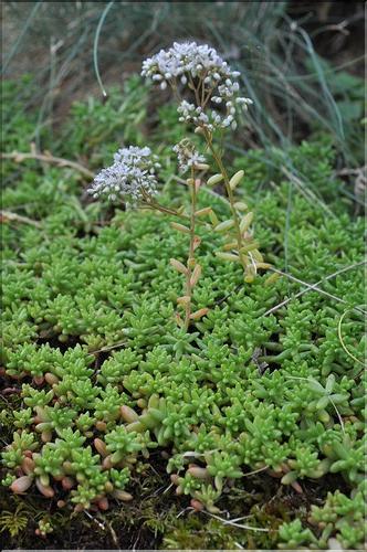 Sedum_album1_SP