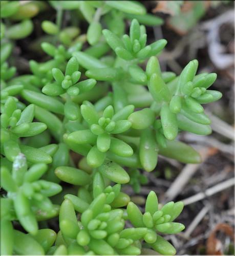 Sedum_album2_SP