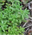 Sedum_album2_SP