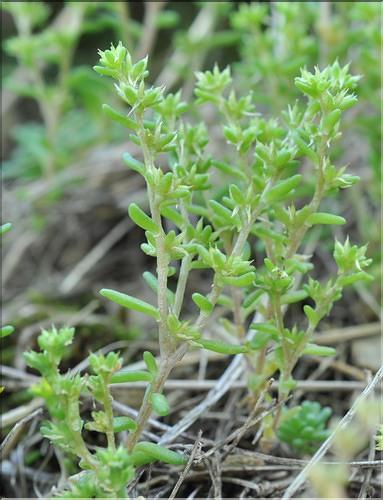 Sedum_annuum1_SP