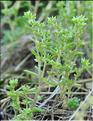 Sedum_annuum1_SP