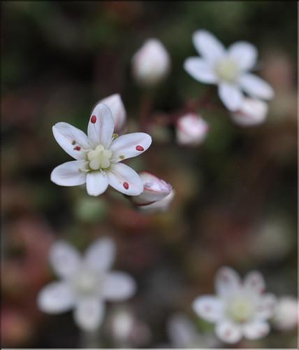 Sedum_brevifolium_SP