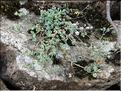Sedum_dasyphyllum_MB