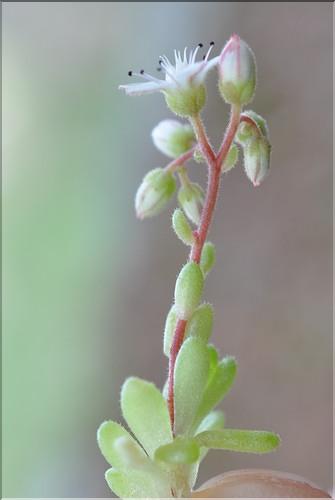 Sedum_hirsutum_SP