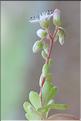 Sedum_hirsutum_SP