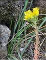 Sedum_rupestre_SP