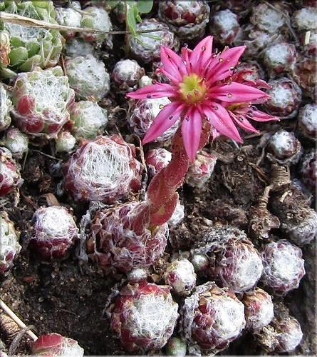 Sempervivum_arachnoides_MB