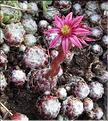 Sempervivum_arachnoides_MB