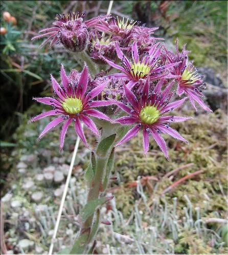 Sempervivum_montanum1_MB
