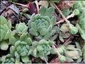 Sempervivum_montanum_MB