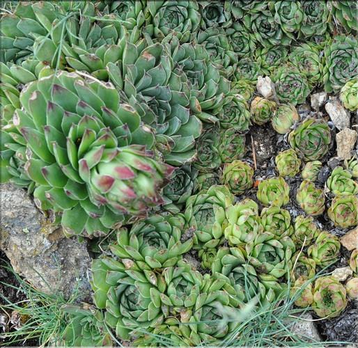 Sempervivum_tectorum1_SP
