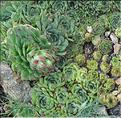 Sempervivum_tectorum1_SP