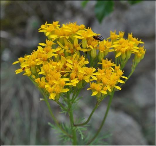 Senecio_adonidifolius1_SP