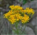 Senecio_adonidifolius1_SP