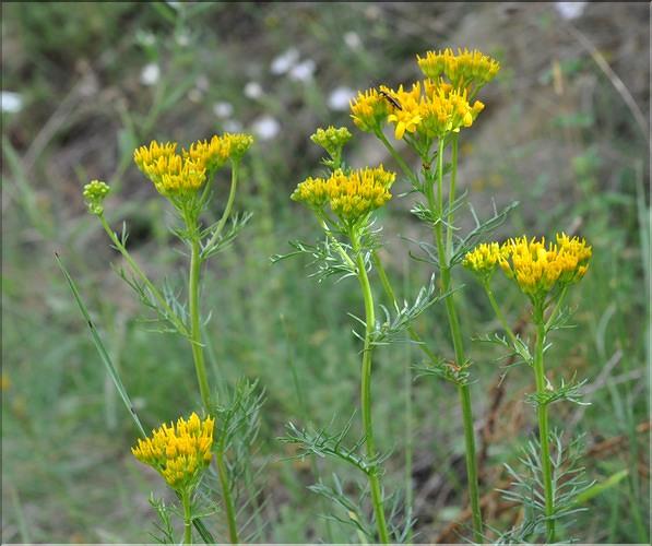 Senecio_adonidifolius_SP