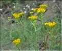 Senecio_adonidifolius_SP