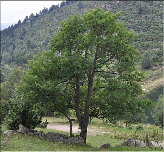 Sorbus_aucuparia1_SP