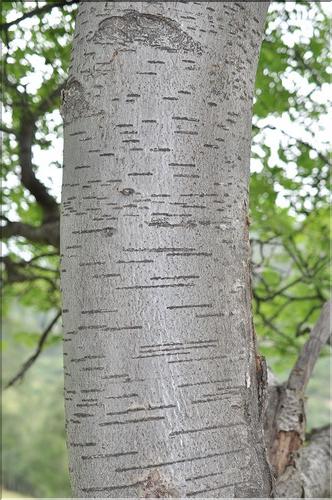 Sorbus_aucuparia2_SP