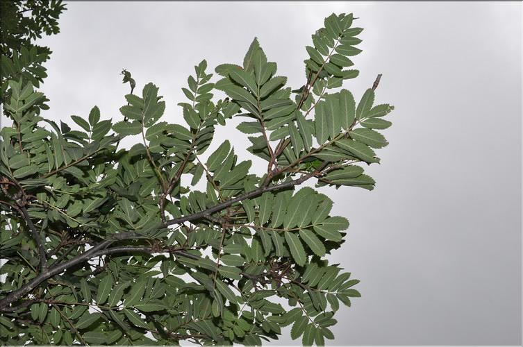 Sorbus_aucuparia4_SP