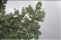 Sorbus_aucuparia4_SP