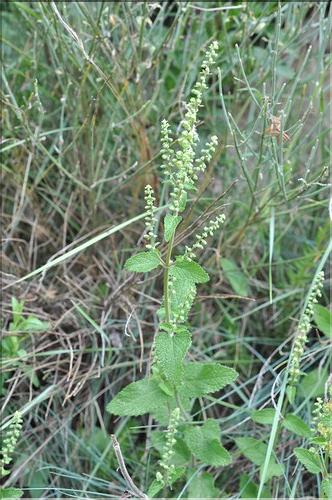 Teucrium_scorodonia_SP