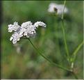 Torilis_japonica2_SP
