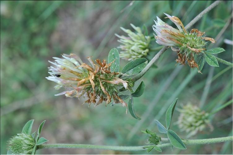 Trifolium_ochroleucon_SP