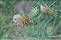 Trifolium_ochroleucon_SP