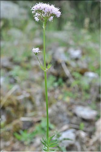 Valeriana_officinalis1_SP