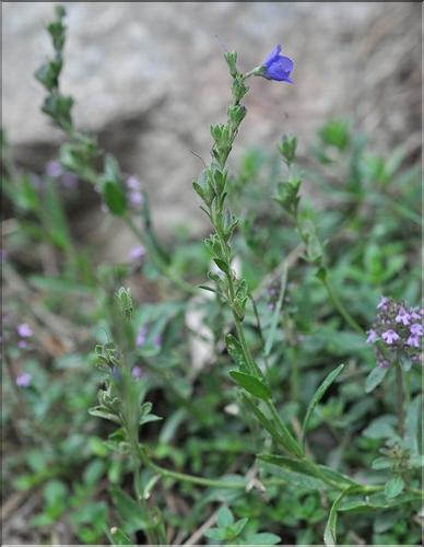 Veronica_fruticulosa_SP