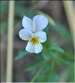 Viola_arvensis_SP