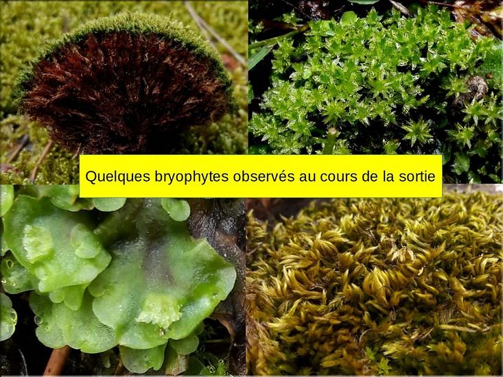 W_presentation_bryophytes