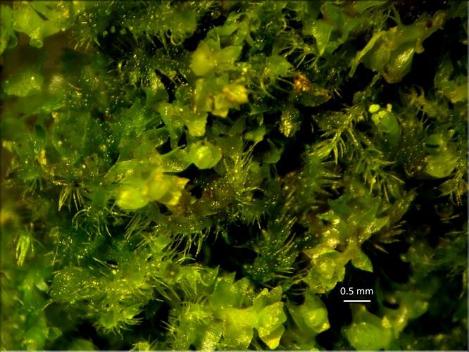 X_Blepharostoma_trichophyllum1_LT