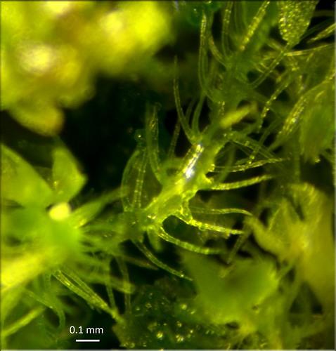 X_Blepharostoma_trichophyllum_LT