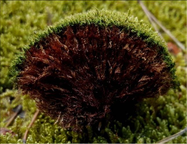 X_Bryum_capillare1_LT