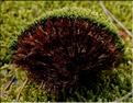 X_Bryum_capillare1_LT