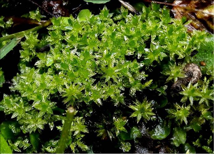 X_Bryum_pseudotriquetrum1_LT