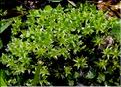 X_Bryum_pseudotriquetrum1_LT