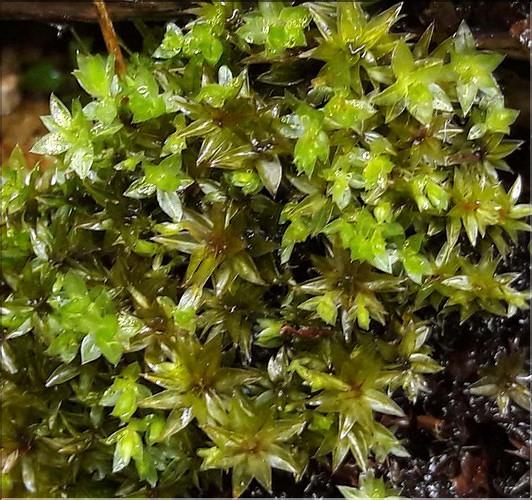 X_Bryum_pseudotriquetrum_LT