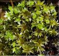 X_Bryum_pseudotriquetrum_LT