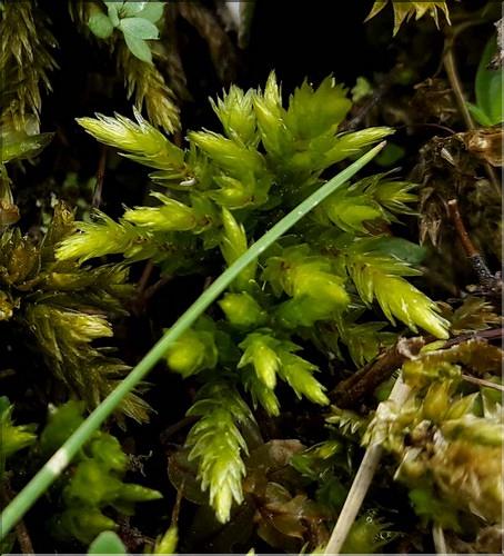 X_Climacium_dendroides1_SP