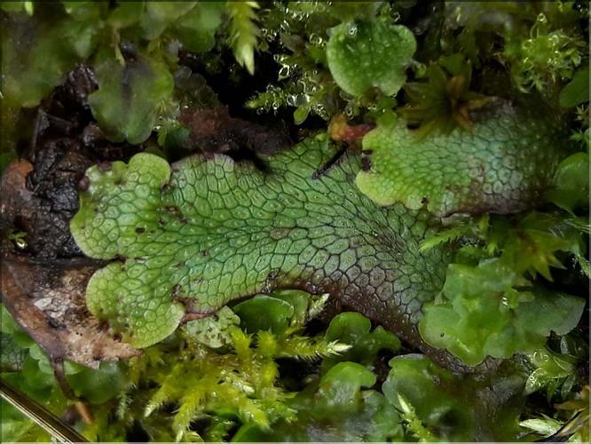 X_Conocephalum_salebrosum_SP