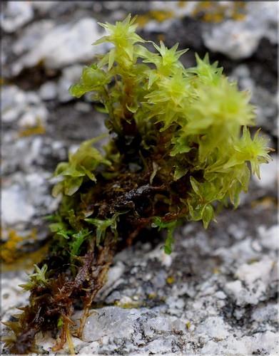 X_Dichodontium_palustre_SP