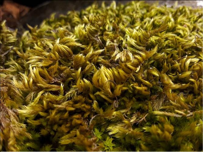 X_Homalothecium_lutescens1_LT