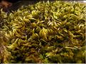 X_Homalothecium_lutescens1_LT