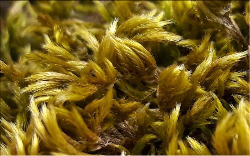 X_Homalothecium_lutescens_LT