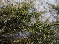 X_Homalothecium_sericeum_LT