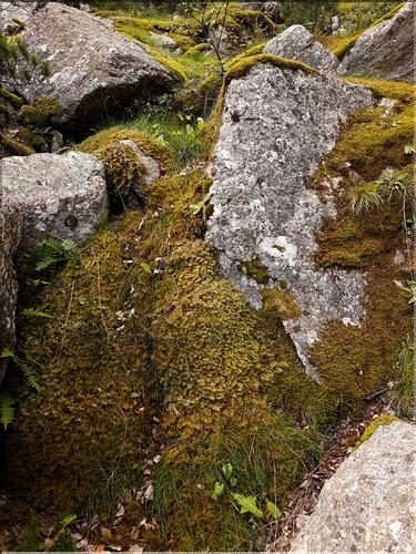 X_Hylocomium_splendens_LT