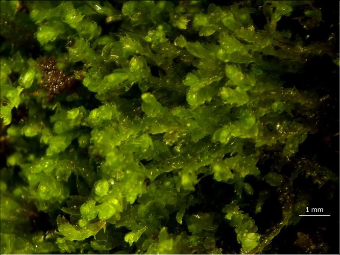 X_Lophocolea_minor1_LT